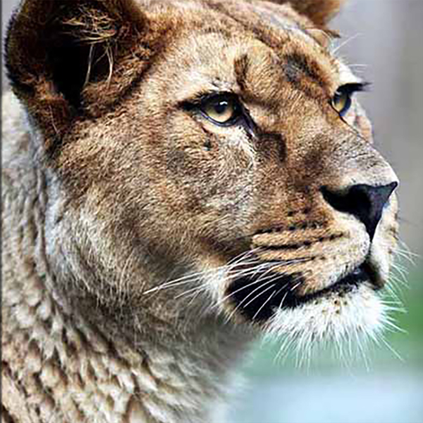 Тварини image